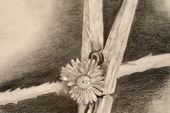 3505 Potloodtekening wasknijper met bloem